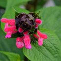 Salvia species (3)